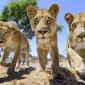 Lions in Botswana