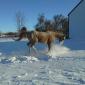 Horse Likes Snow