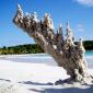 When Lightning Strikes Sand