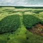 Nature's Lungs