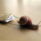 Snail Mail