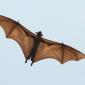 Indian Flying Fox