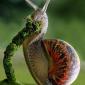 Snail