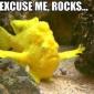 Excuse Me, Rocks...