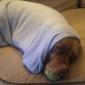 Pitbull Burrito