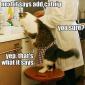 Baking For Cat