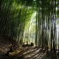 Bamboo Forest