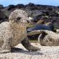 Baby Seals Playing On The Beach