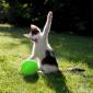 Cat vs Balloon