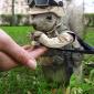 Marine Squirrel