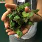 A Handful of Baby Iguanas