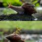 Snails: Nature's Noble Steed