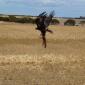 Wedge-Tailed Eagle