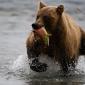 Brown Bear Fishing