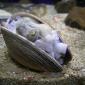 Small Octopus Taking Shelter In A Sea Shell