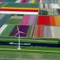 Tulip Fields