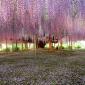 Japanese Wisteria