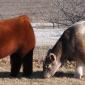 Fuzzy Cows