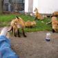 Fox Infestation