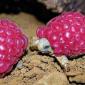 Raspberry Turtles