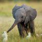 Baby Elephant Playing With Birds