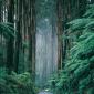 Australian Redwood