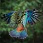 New Zealand Kea