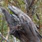 Two Tawny Frogmouths