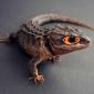 Orange Eyed Crocodile Skink