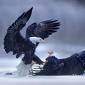 Two bald eagles fighting