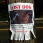 Lost Dog