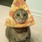 Pizza cat