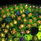 Plant cells through a microscope