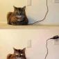 Fully charged cat