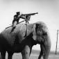 WW1 Elephant