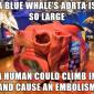 Scientific Facts: Whale Hearts