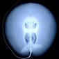 X-Ray of a Stingray