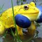 Indian Bull Frog