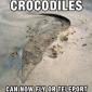 The future of crocodile movement