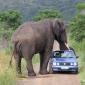 Aroused elephant likes this car