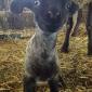 Baby Sheep