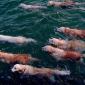 The migration of the rare Aqua Golden Retriever