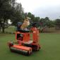 Corgi working on the greens