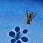 Surface tension shadows