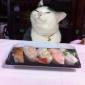 Sushi-cat