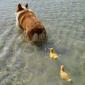 Corgi and her 2 Ducklings