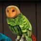 Vegetable Owl
