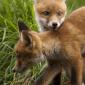 Fox Cubs