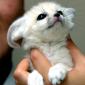 Baby White Fox