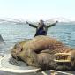 A walrus sleeping on a Russian submarine